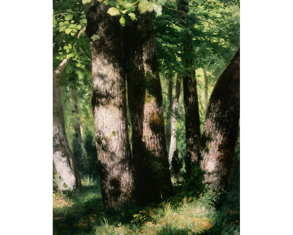 Dans la forêt de Fontainebleau