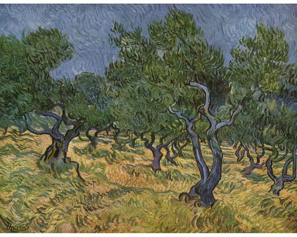 Olive Orchard