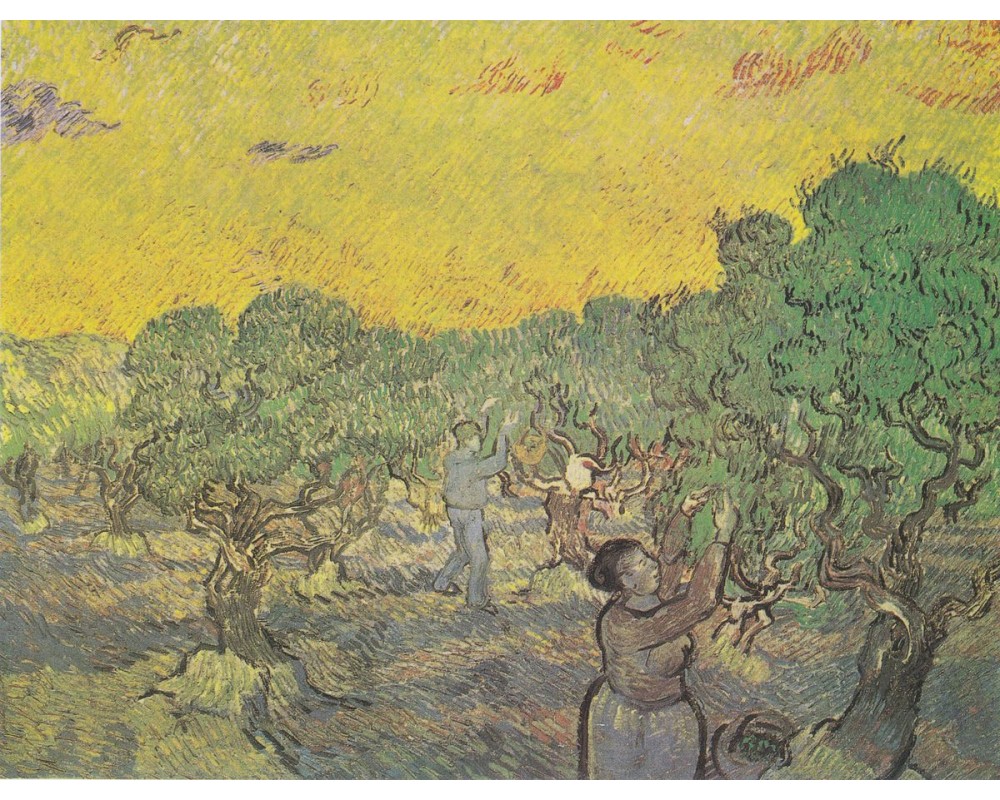 Olive Orchard with a Man and a Woman Picking Fruit