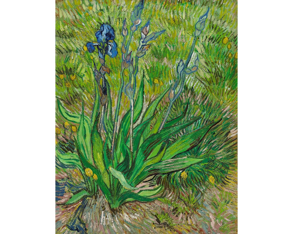 The Iris