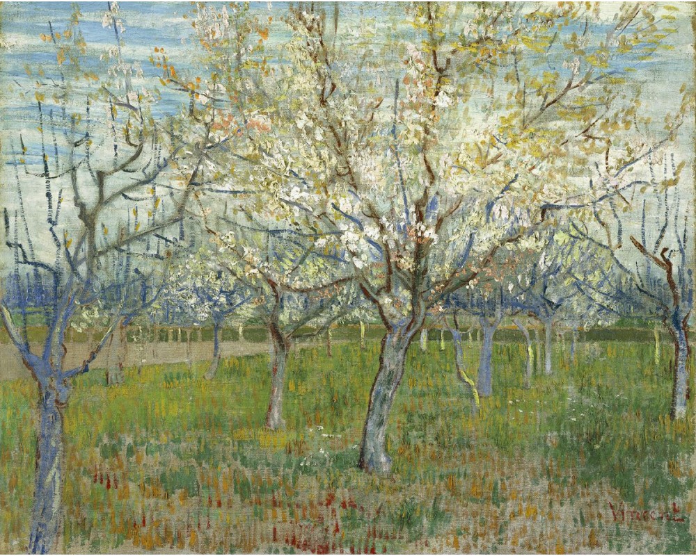 The Pink Orchard also Orchard with Blossoming Apricot Trees
